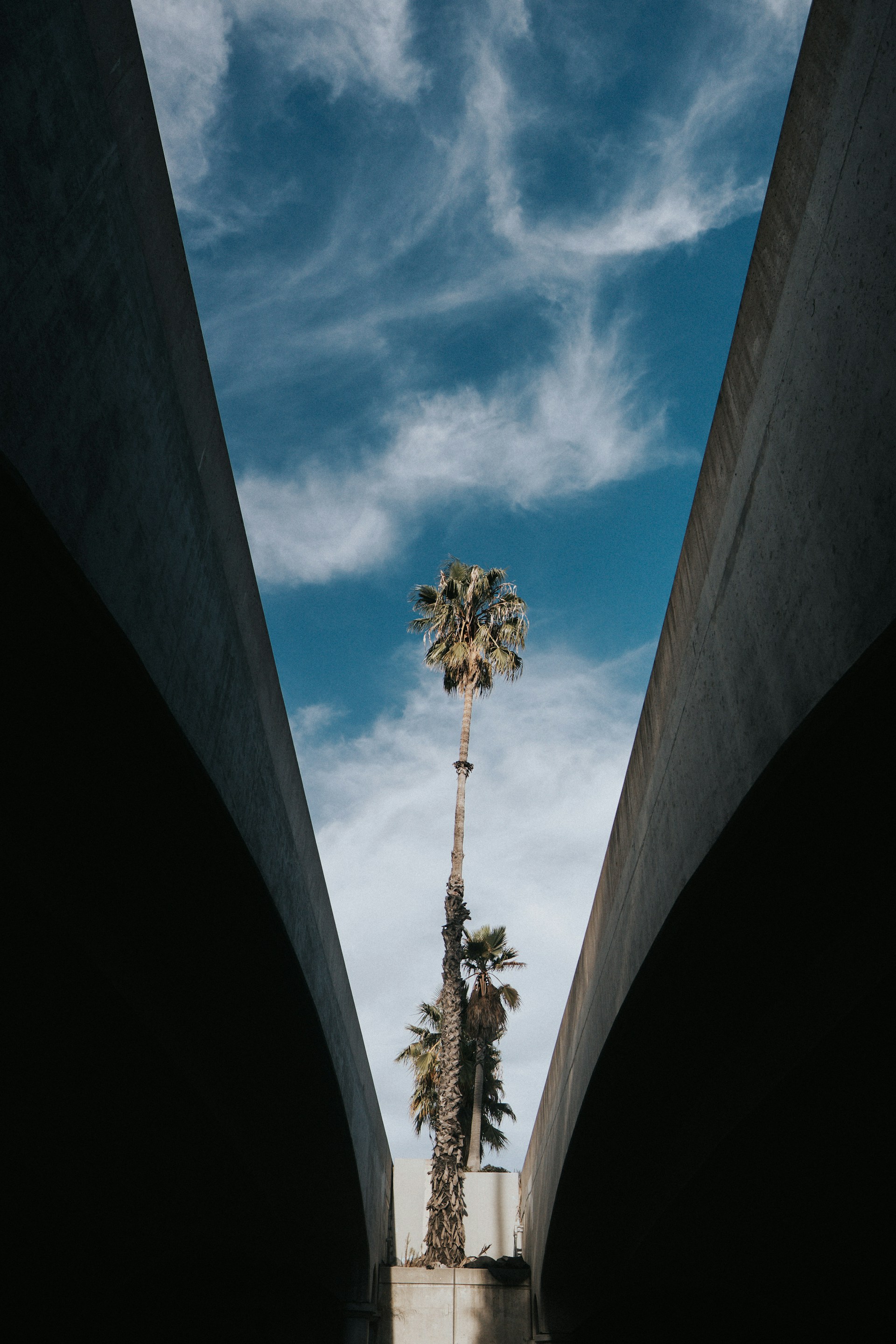 low angle photography of palm tree under blue sky during daytime