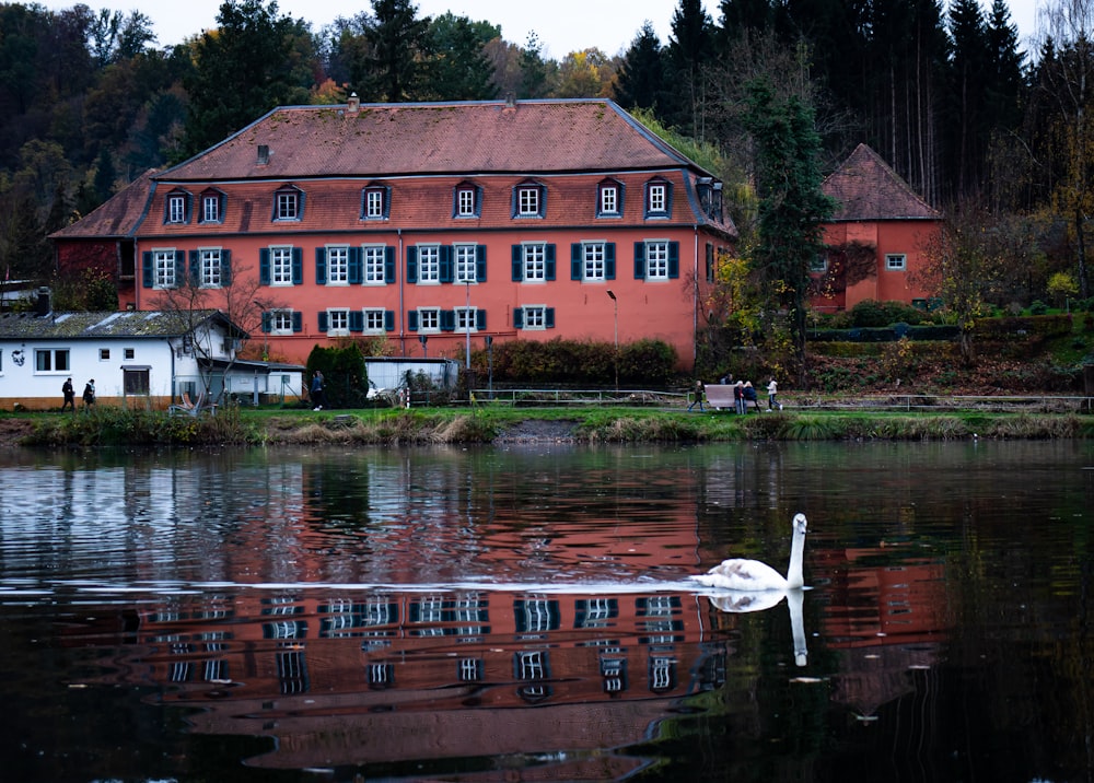 white swan on river near brown concrete building during daytime