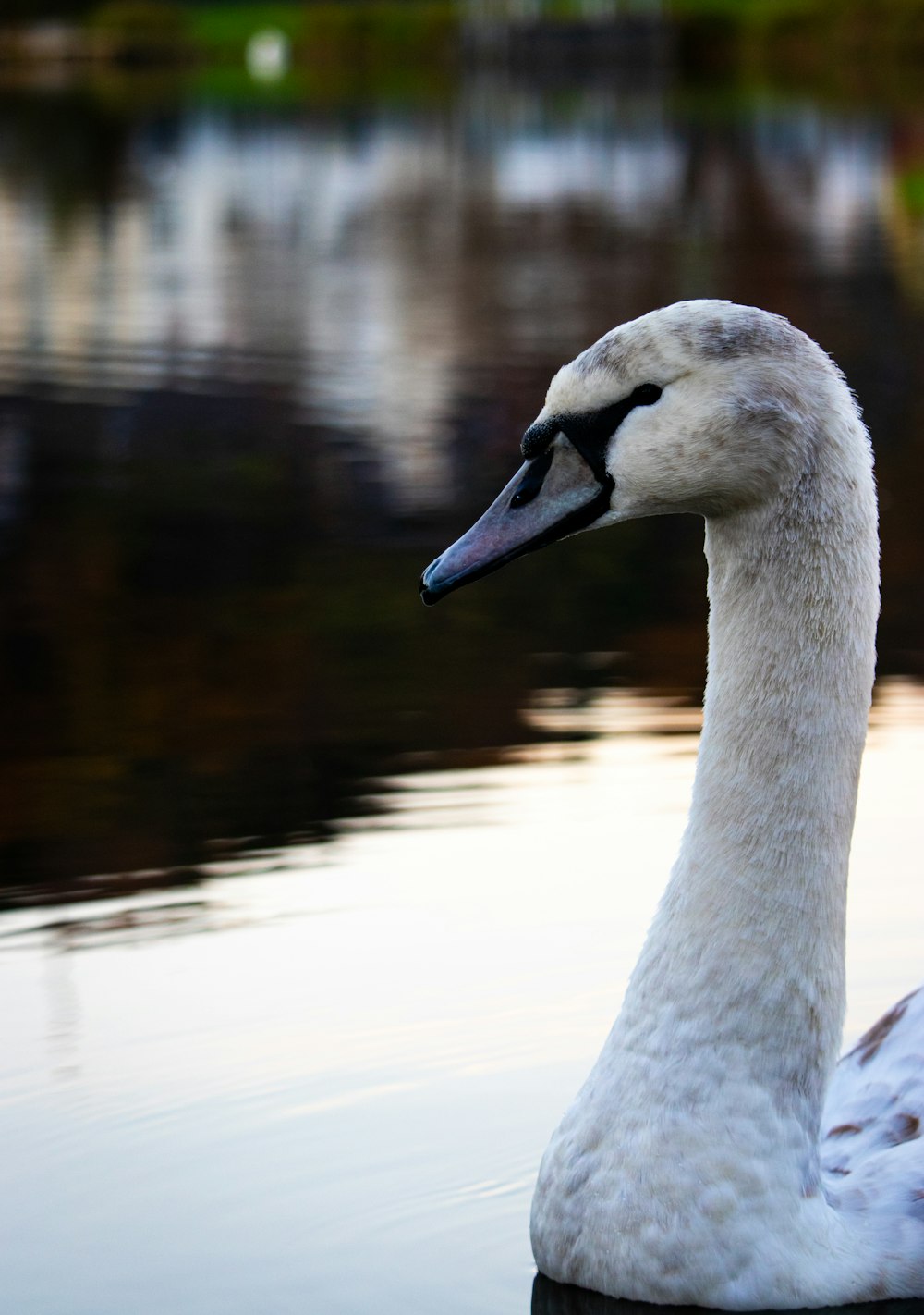 white swan in water during daytime