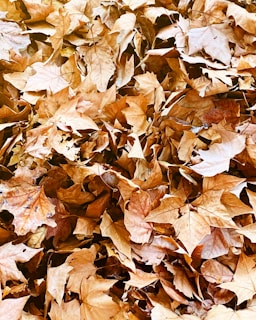A pile of autumn leaves collected during seasonal cleanup, ready for removal.