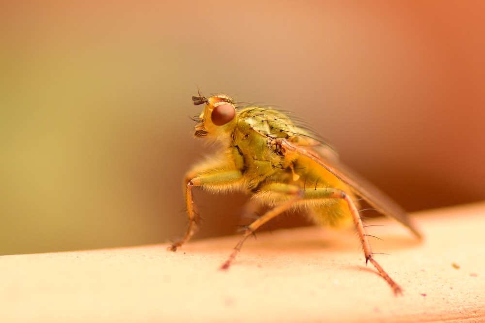 green and black fly in macro photography