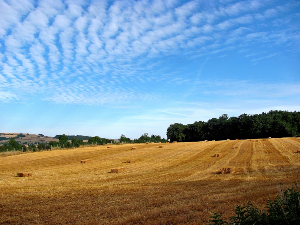 green grass field under blue sky and white clouds during daytime