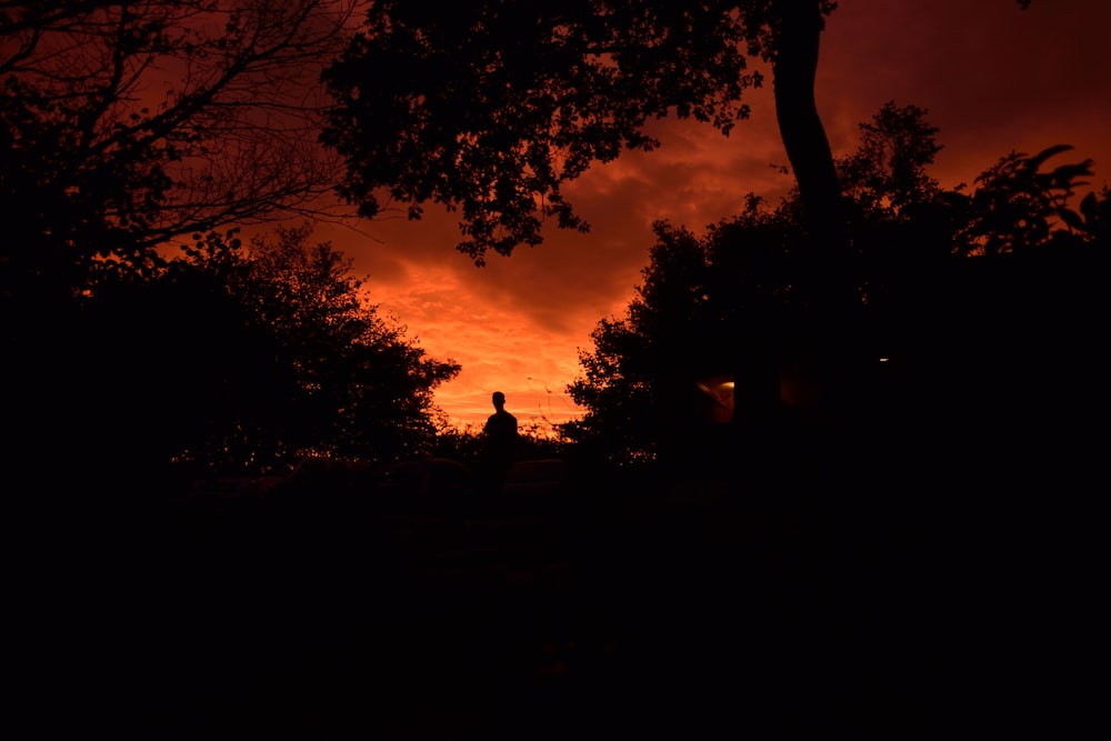 silhouette of trees during sunset