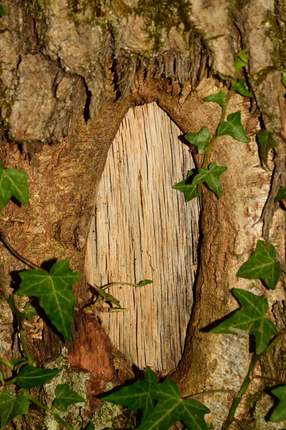 grünes Blatt auf braunem Holzbrett