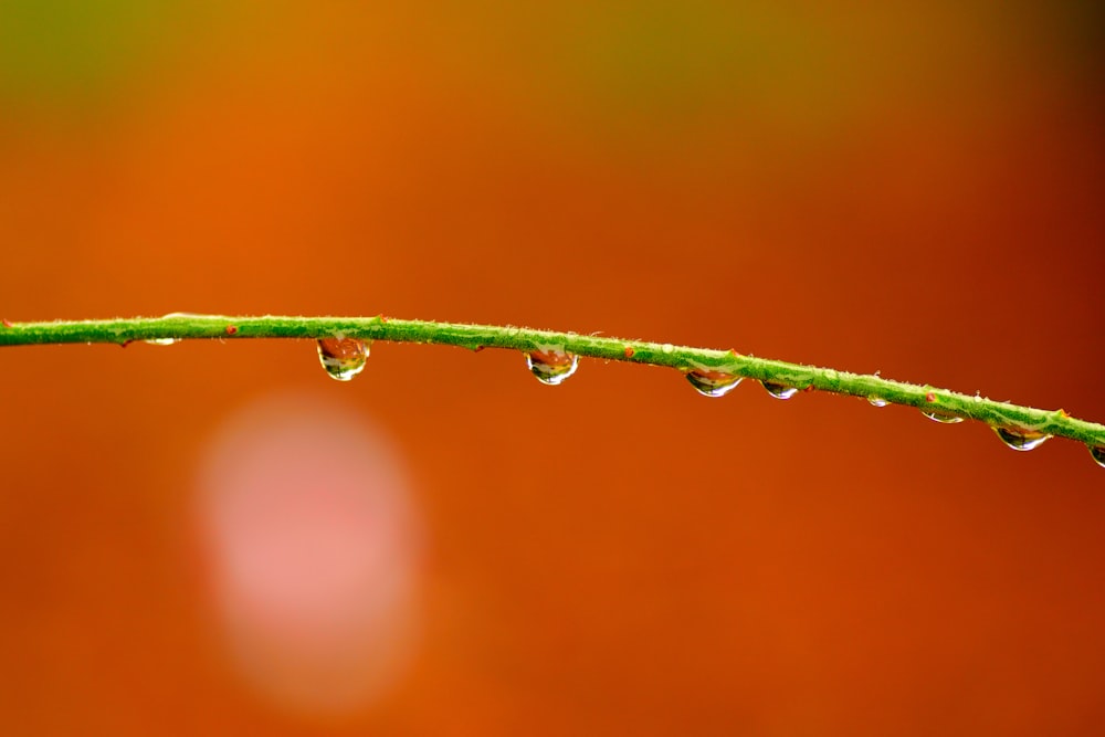 water droplets on green stem