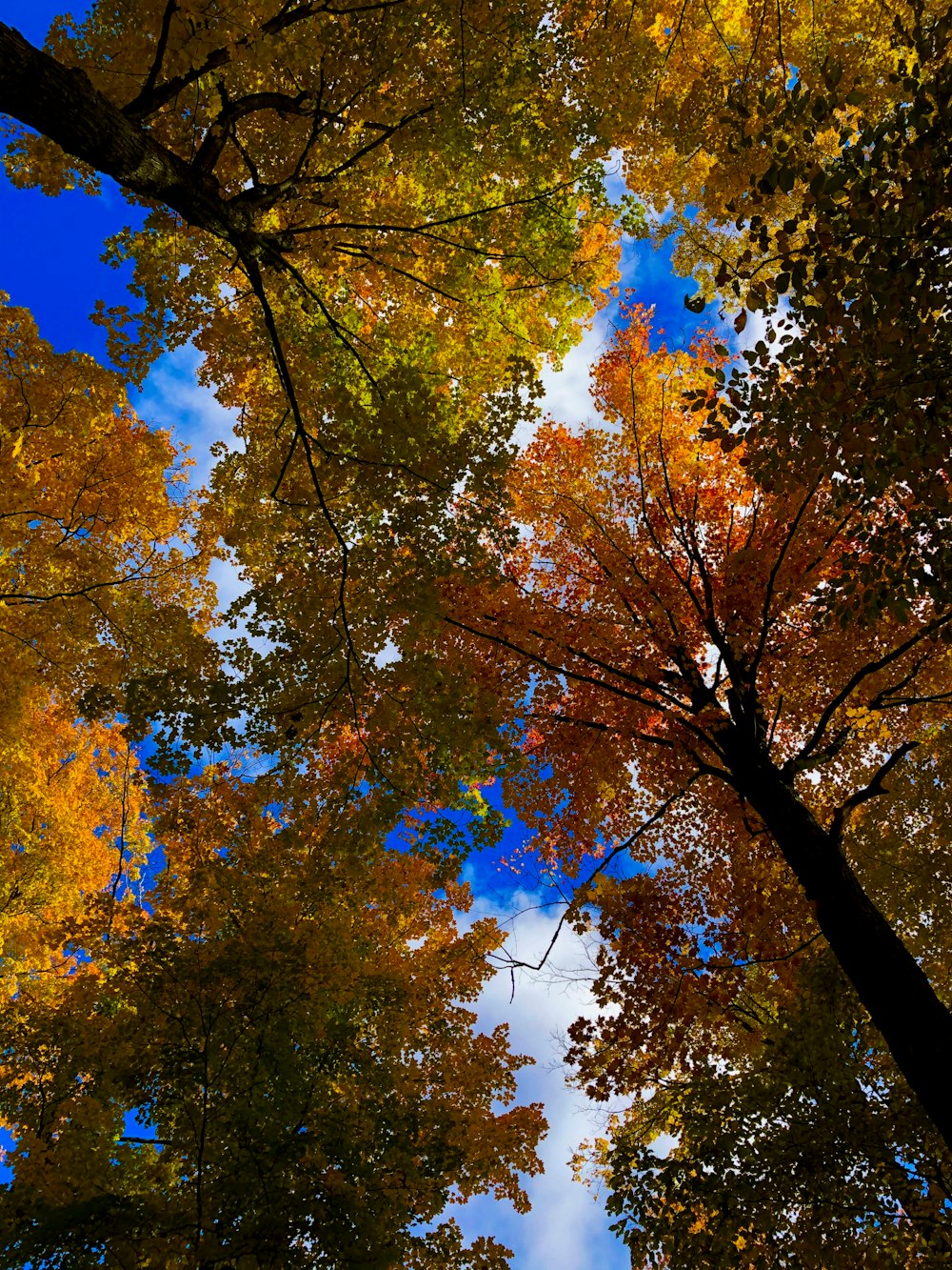 brown and green trees under blue sky during daytime