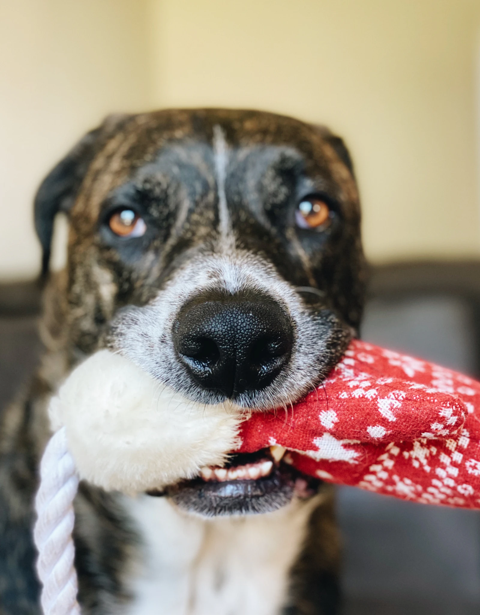 Do VOHC-Approved Dental Chews Actually Cut Plaque?