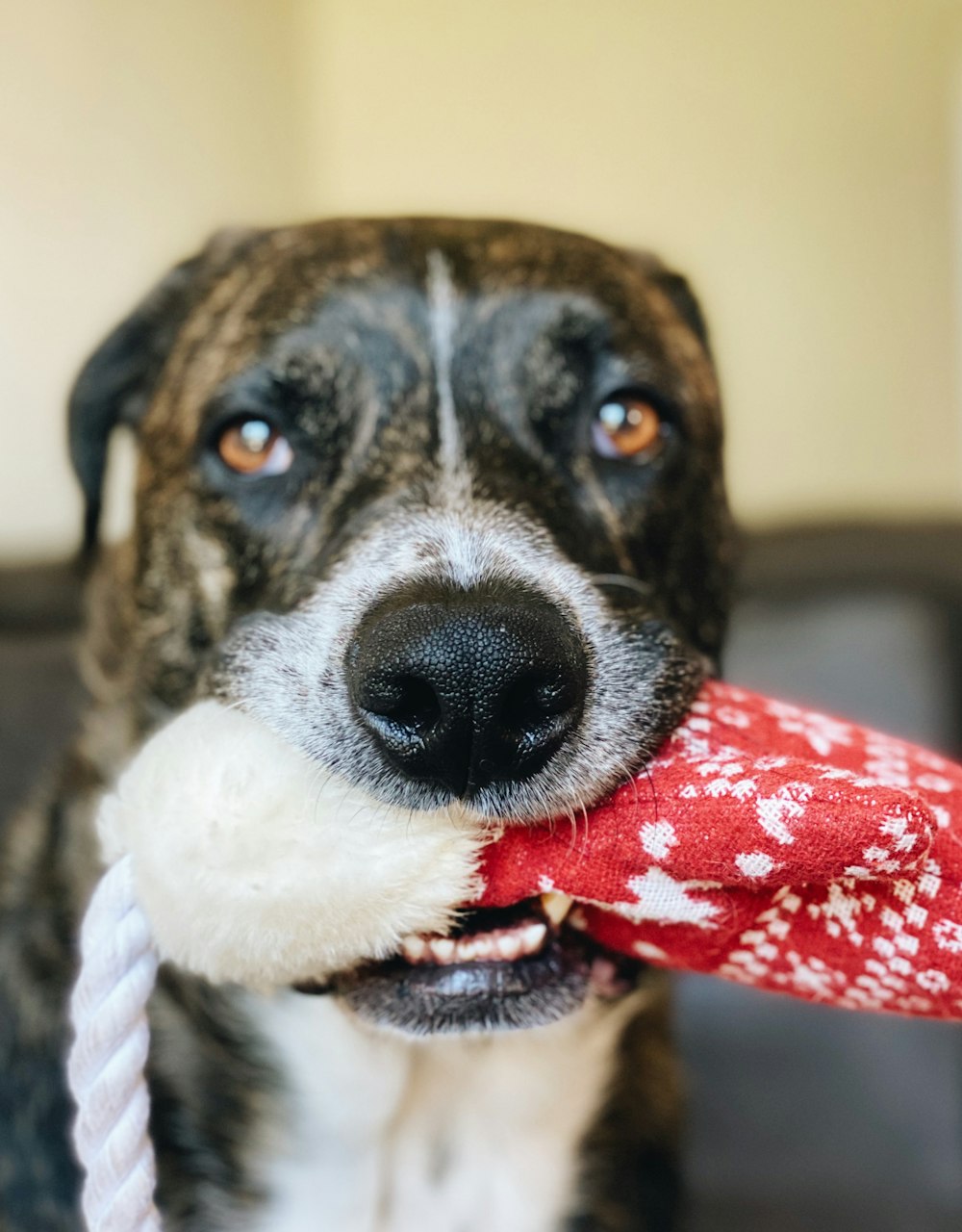 brown and white short coated dog with red and white scarf