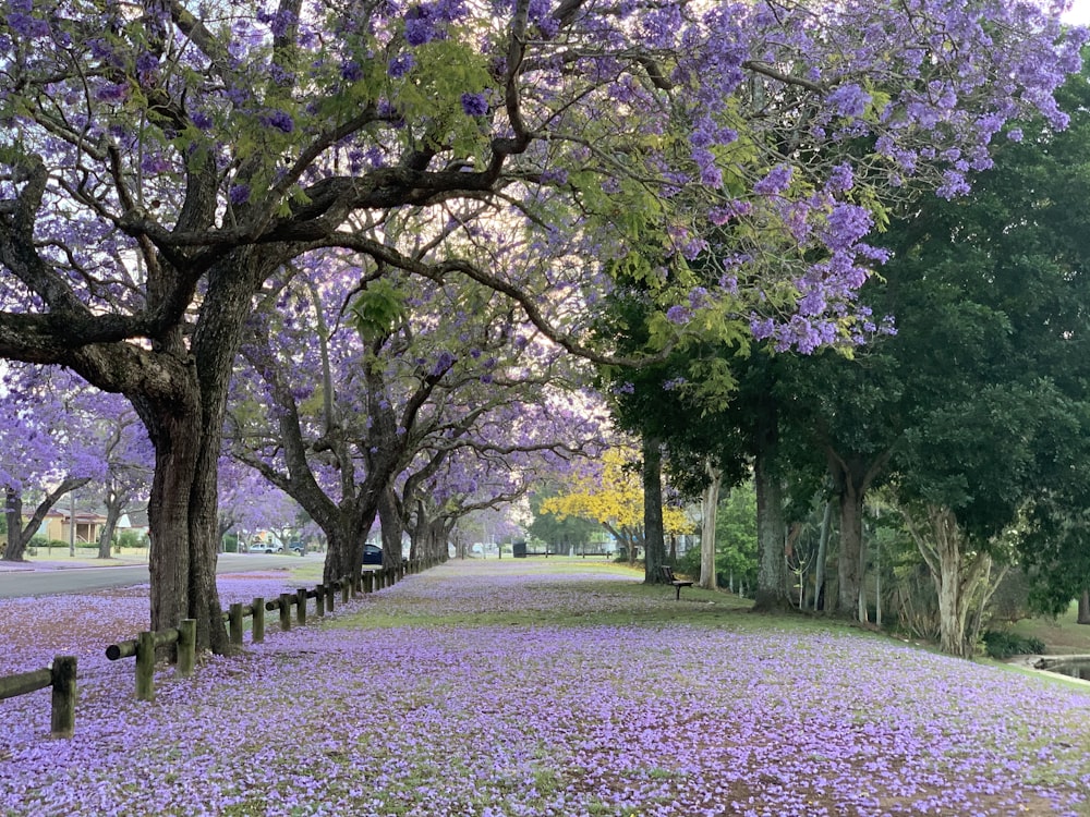 campo di erba verde con alberi