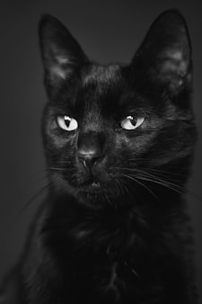 black cat in gray scale