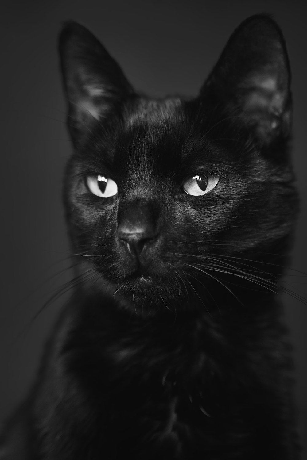 gato preto em escala de cinza