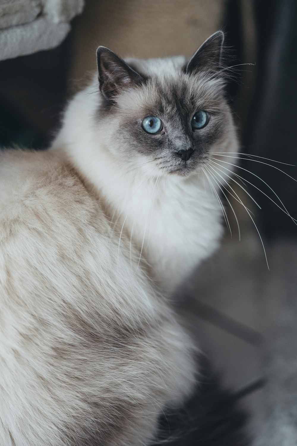 white and black cat with blue eyes