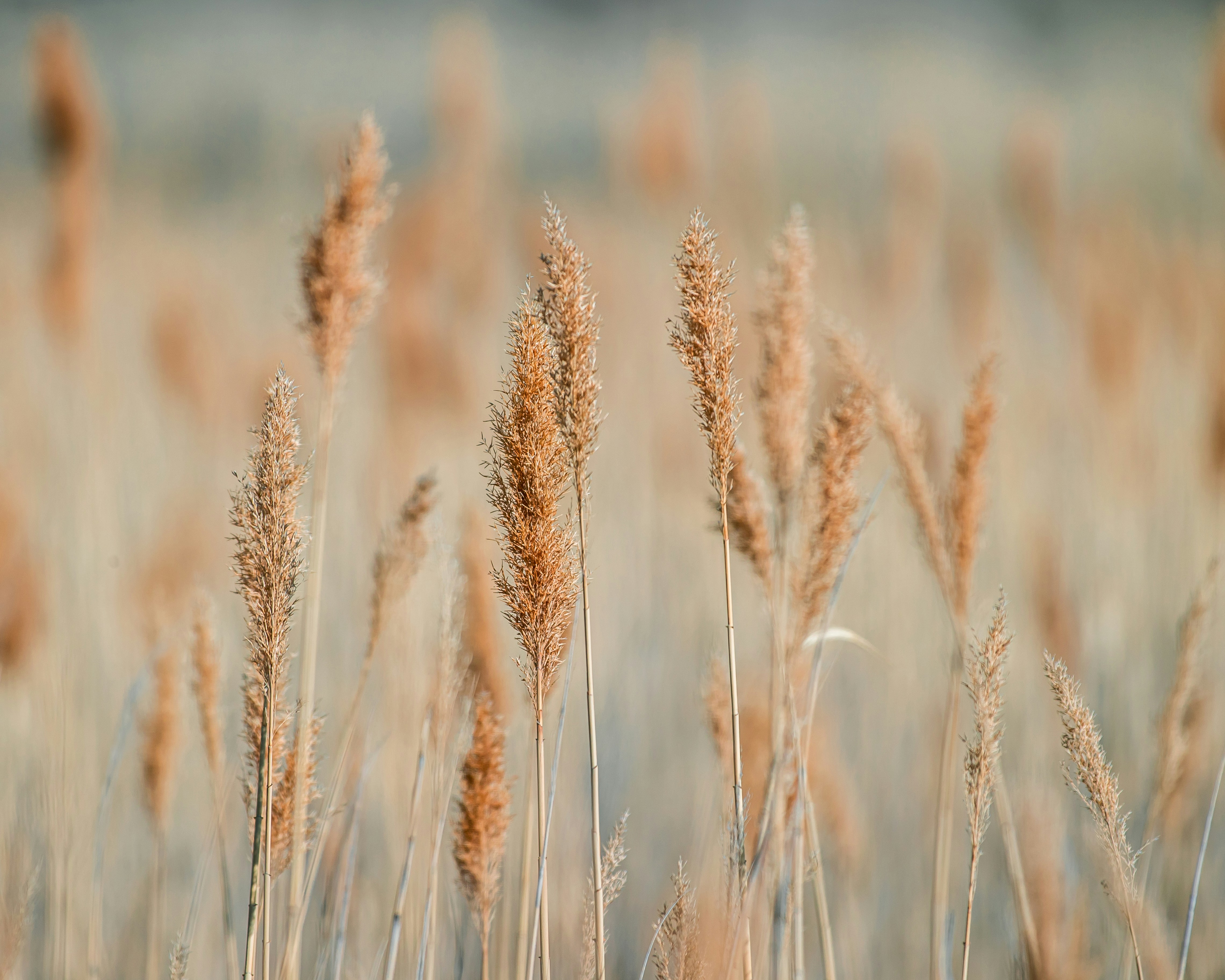 brown-wheat-field-during-daytime