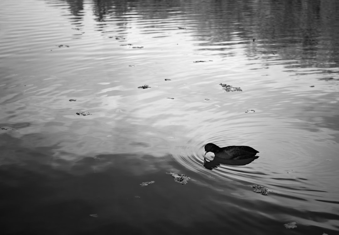 grayscale photo of duck on water