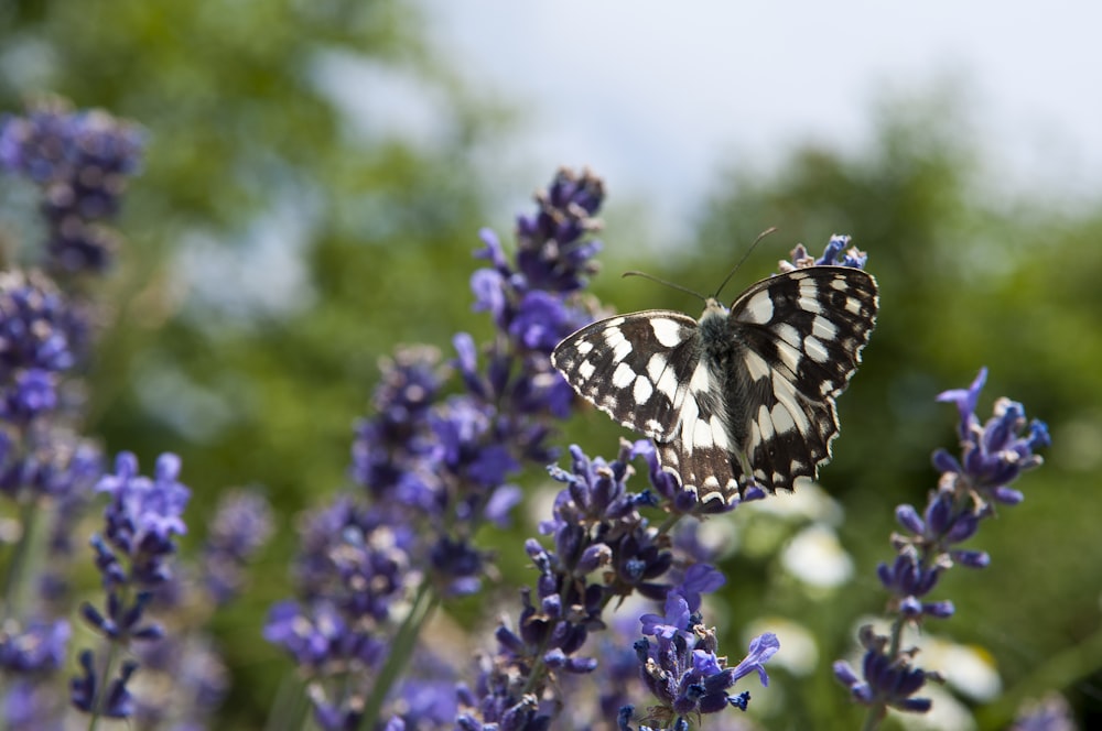 black and white butterfly perched on purple flower during daytime