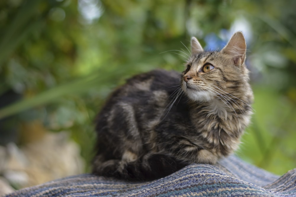 brown tabby cat on blue textile