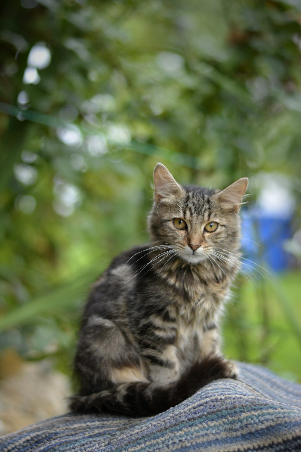 black and brown cat on green grass during daytime