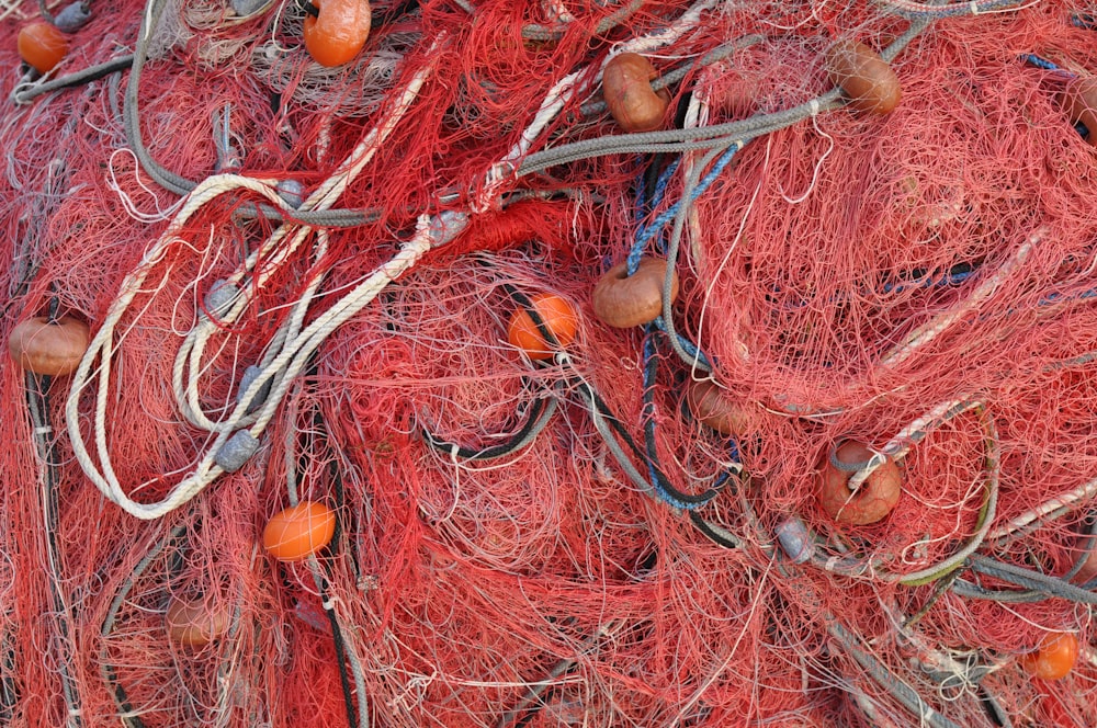 orange fruit on brown tree branch