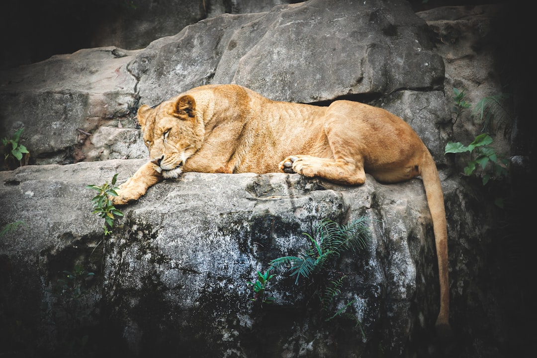 brown lion lying on gray rock