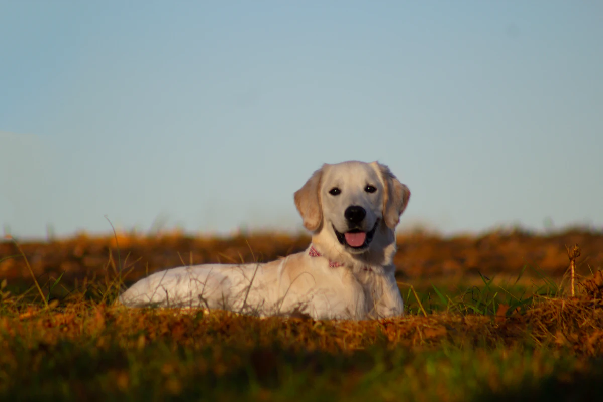 Hund und Halterin beim Training auf dem Vereinsgelände
