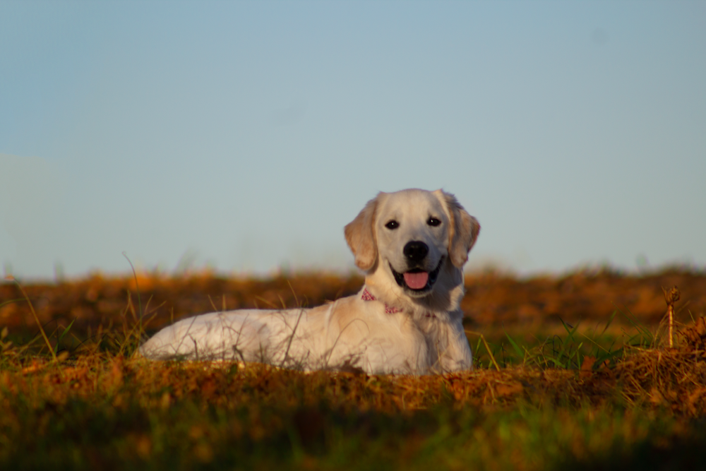 yellow labrador retriever puppy on green grass field during daytime