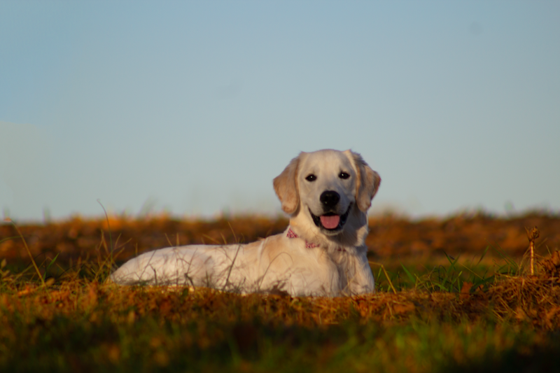 Labrador Retriever - Image 3