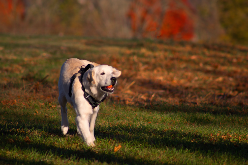 white short coated dog on green grass field during daytime