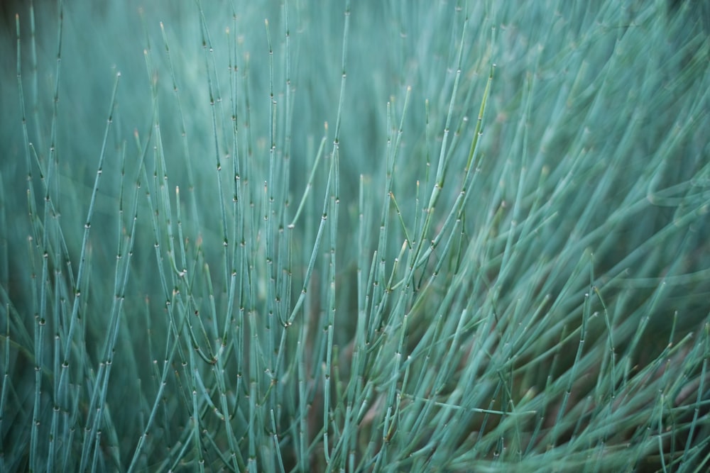 water droplets on green grass