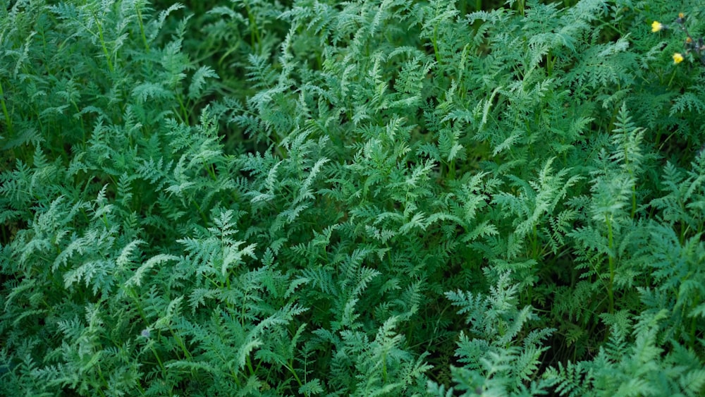 green grass field during daytime