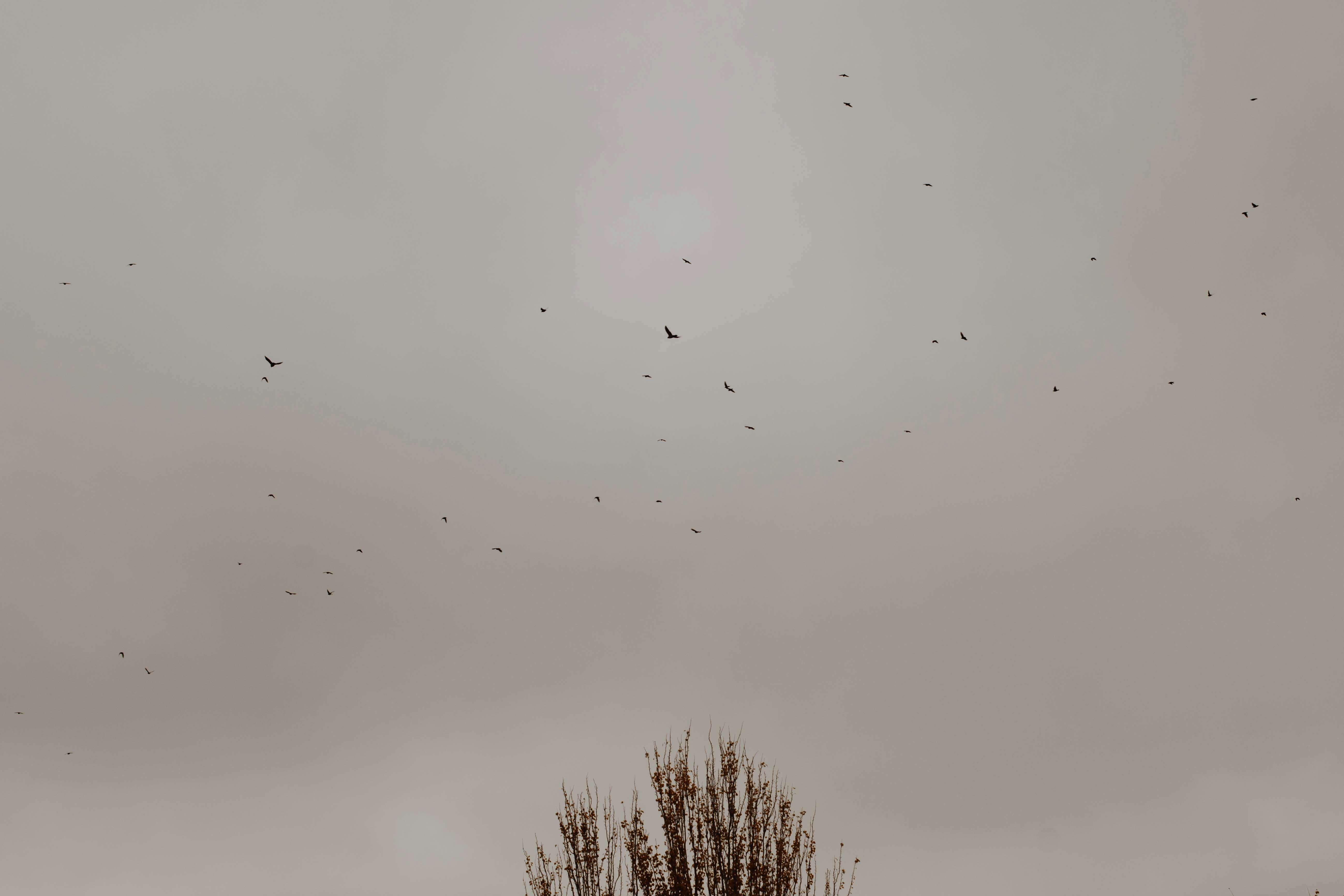 flock of birds flying over bare trees during daytime