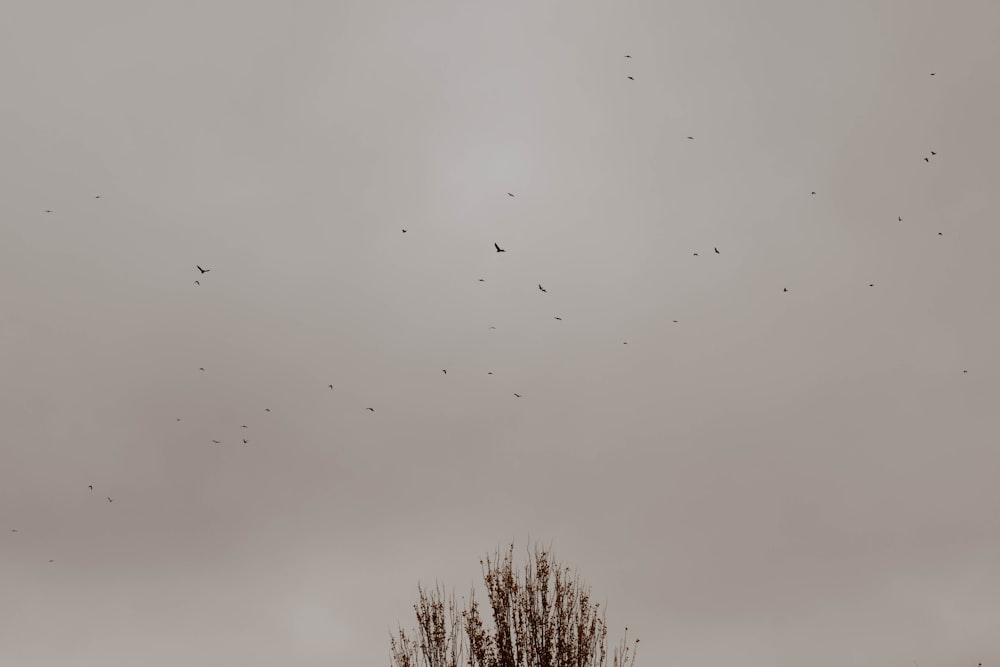 flock of birds flying over bare trees during daytime