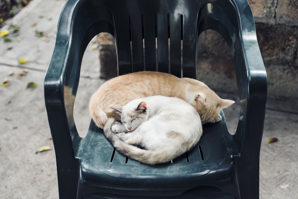 orange and white cat lying on green car