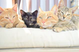 Group of British Shorthair cats resting together on a luxurious gold-trimmed blanket