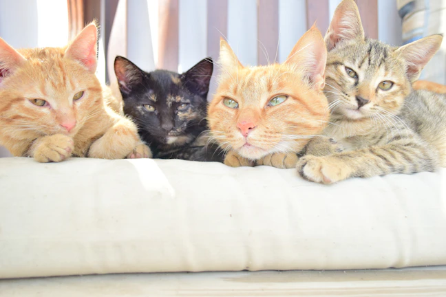 Group of British Shorthair cats resting together on a luxurious gold-trimmed blanket
