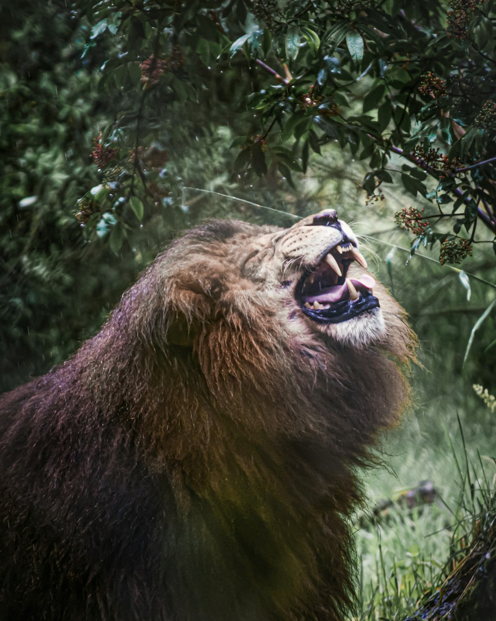 lion couché sur l’herbe verte pendant la journée