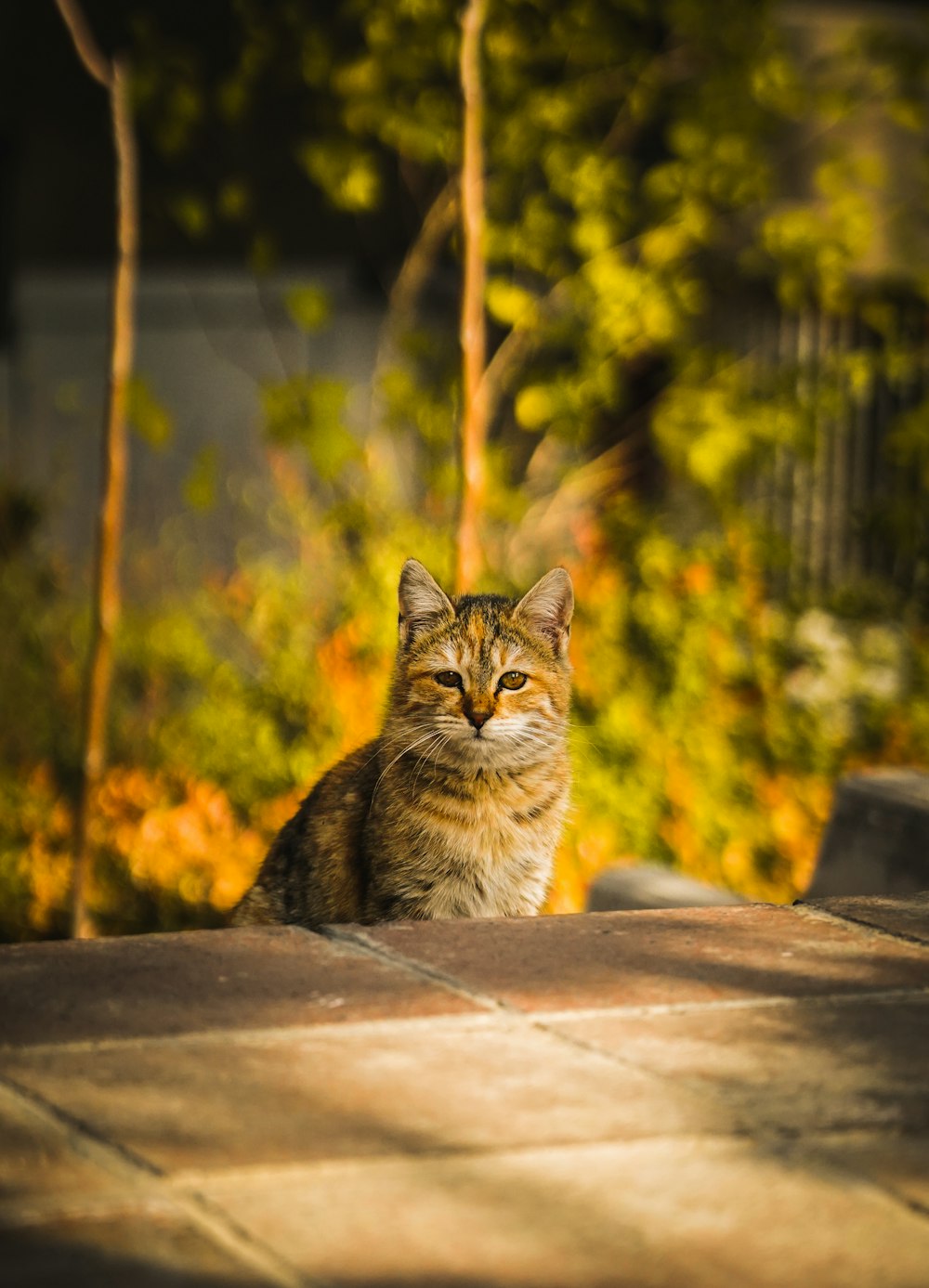 gatto soriano marrone seduto su una superficie di cemento marrone durante il giorno