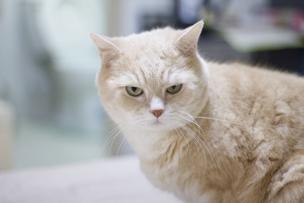 orange tabby cat on white table