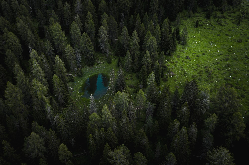 aerial view of green trees