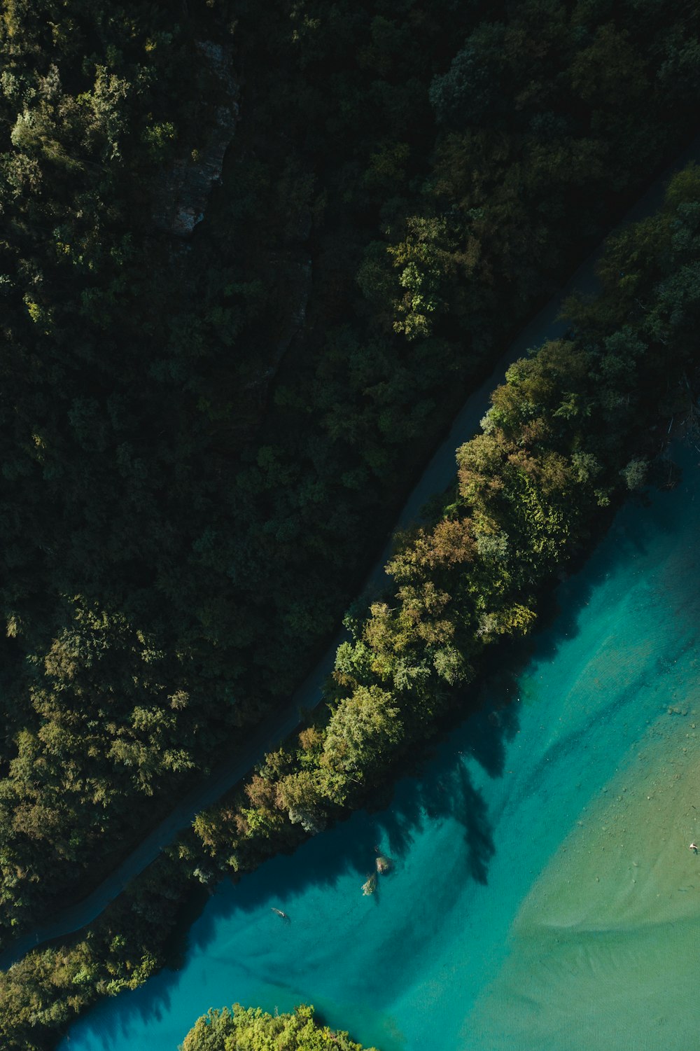 aerial view of green trees beside body of water during daytime