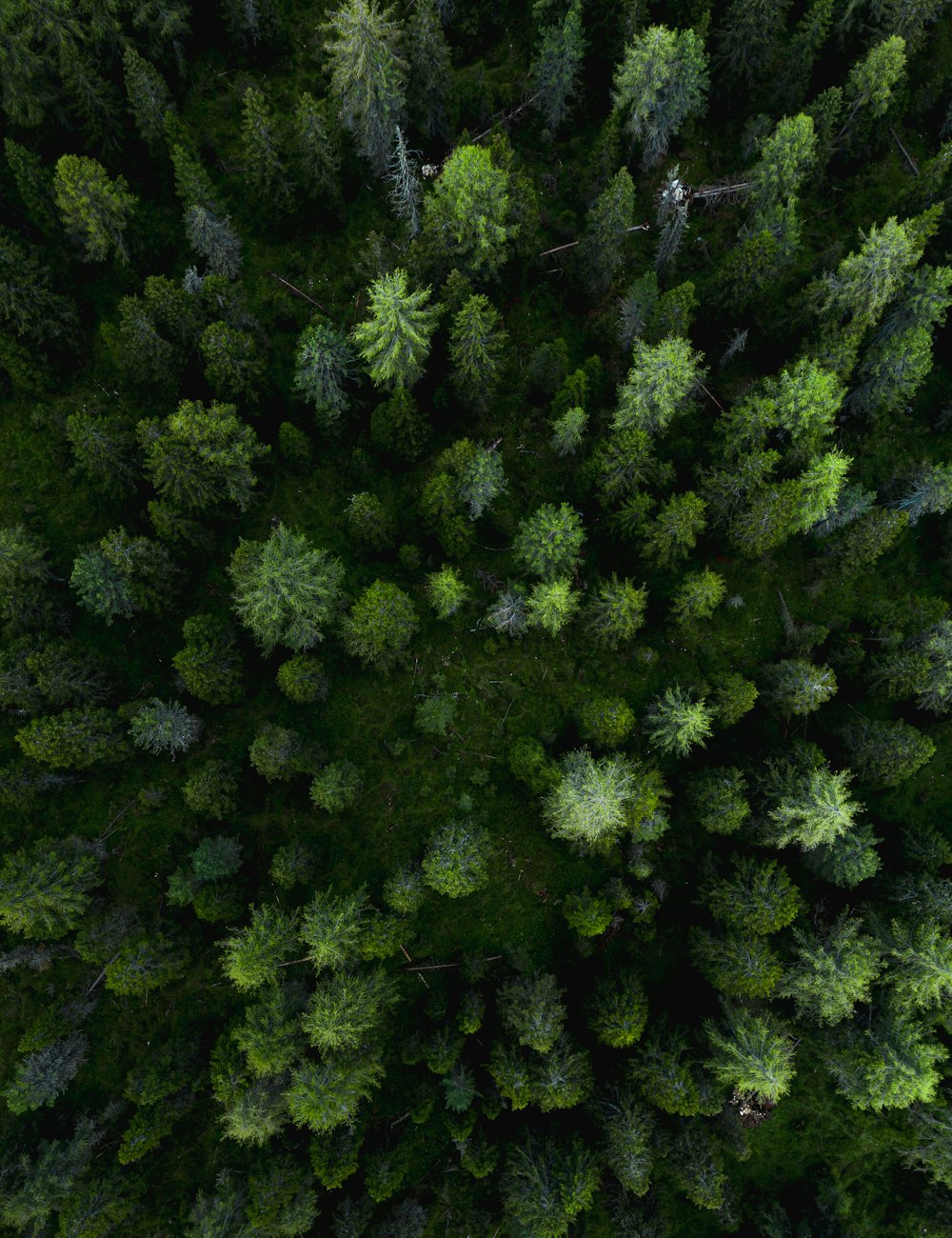 green pine tree during daytime