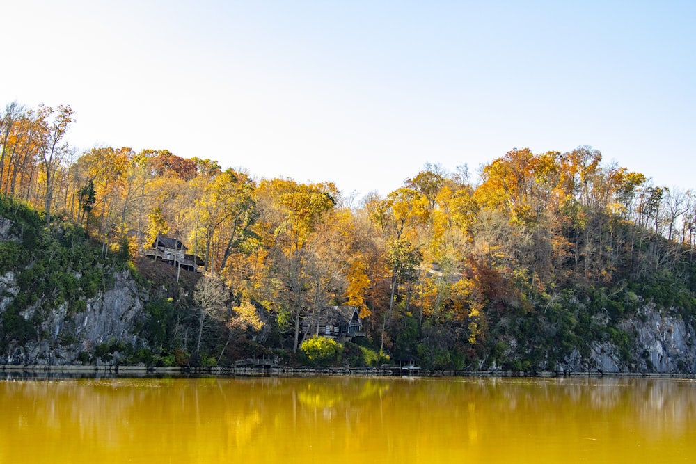 green and brown trees beside river during daytime