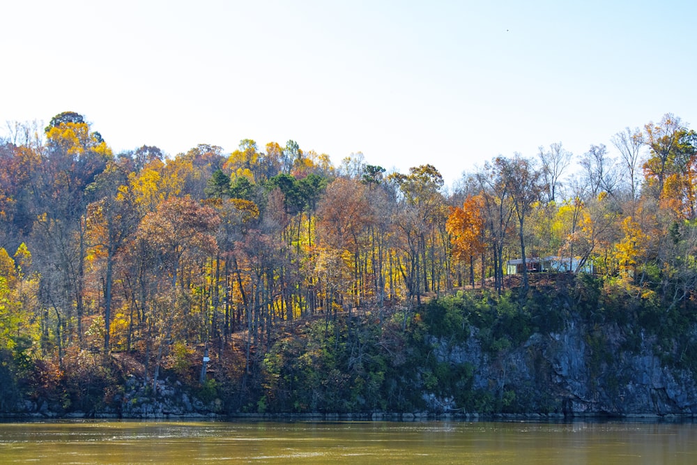 arbres verts et bruns au bord d’un plan d’eau pendant la journée