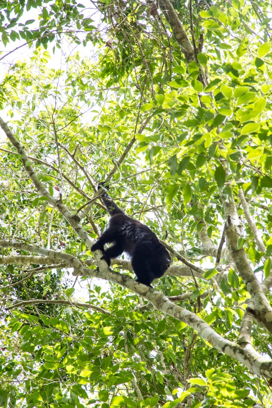 black monkey on tree branch during daytime in Bermudian Landing Belize