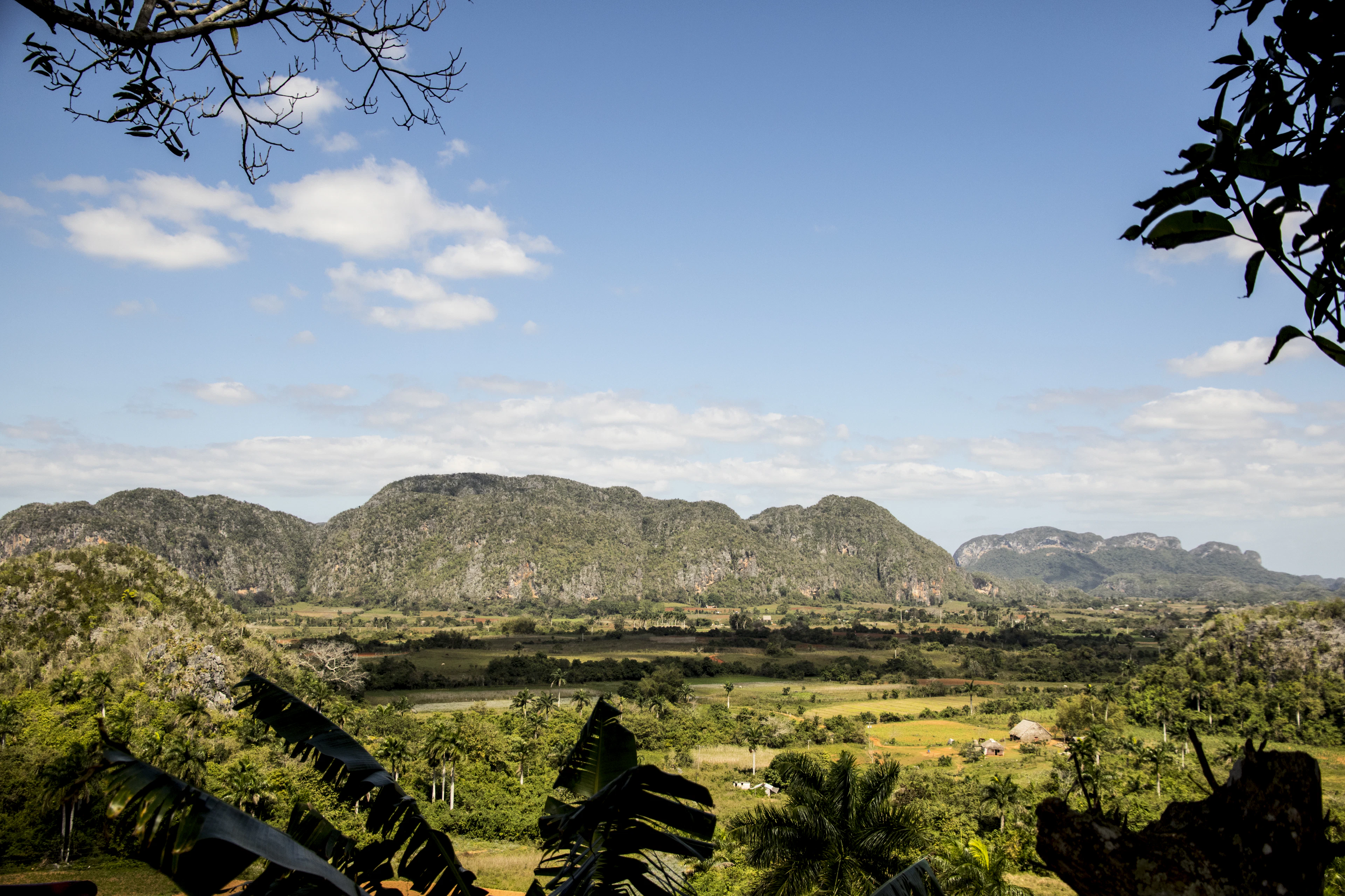A green cactus in the foreground and the hills of the Viñales Valley under a blue sky, Cuba