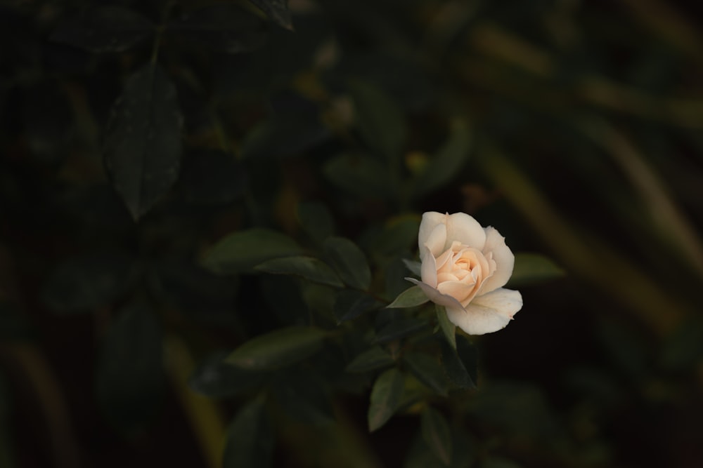 white flower in tilt shift lens