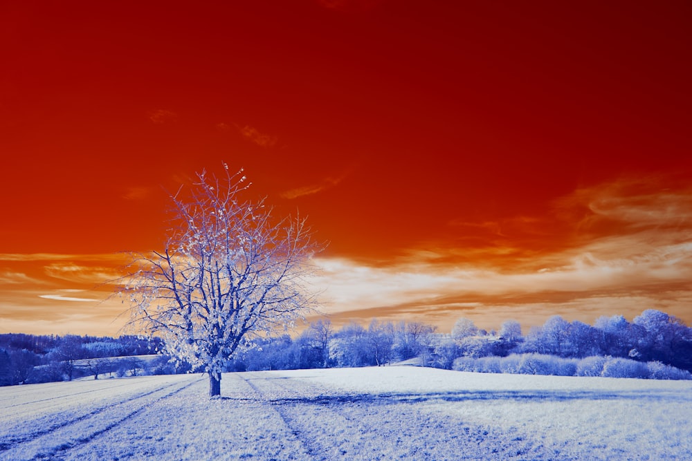 leafless tree on brown grass field under blue sky during daytime