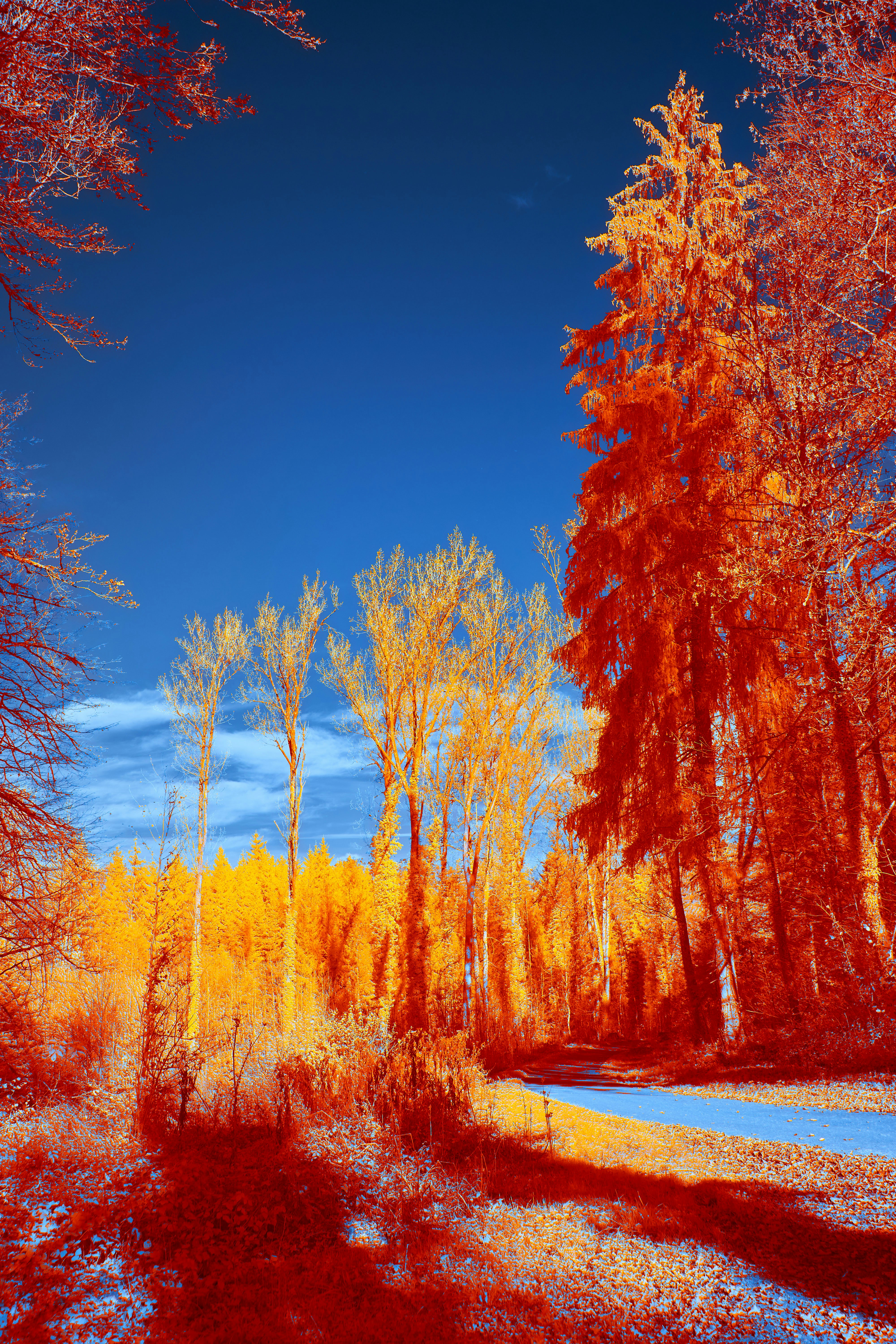 Photo by wolfgang_hasselmann