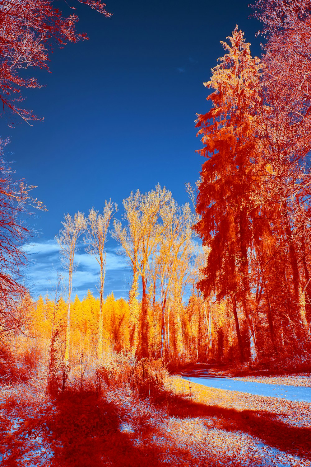 brown trees near body of water during daytime