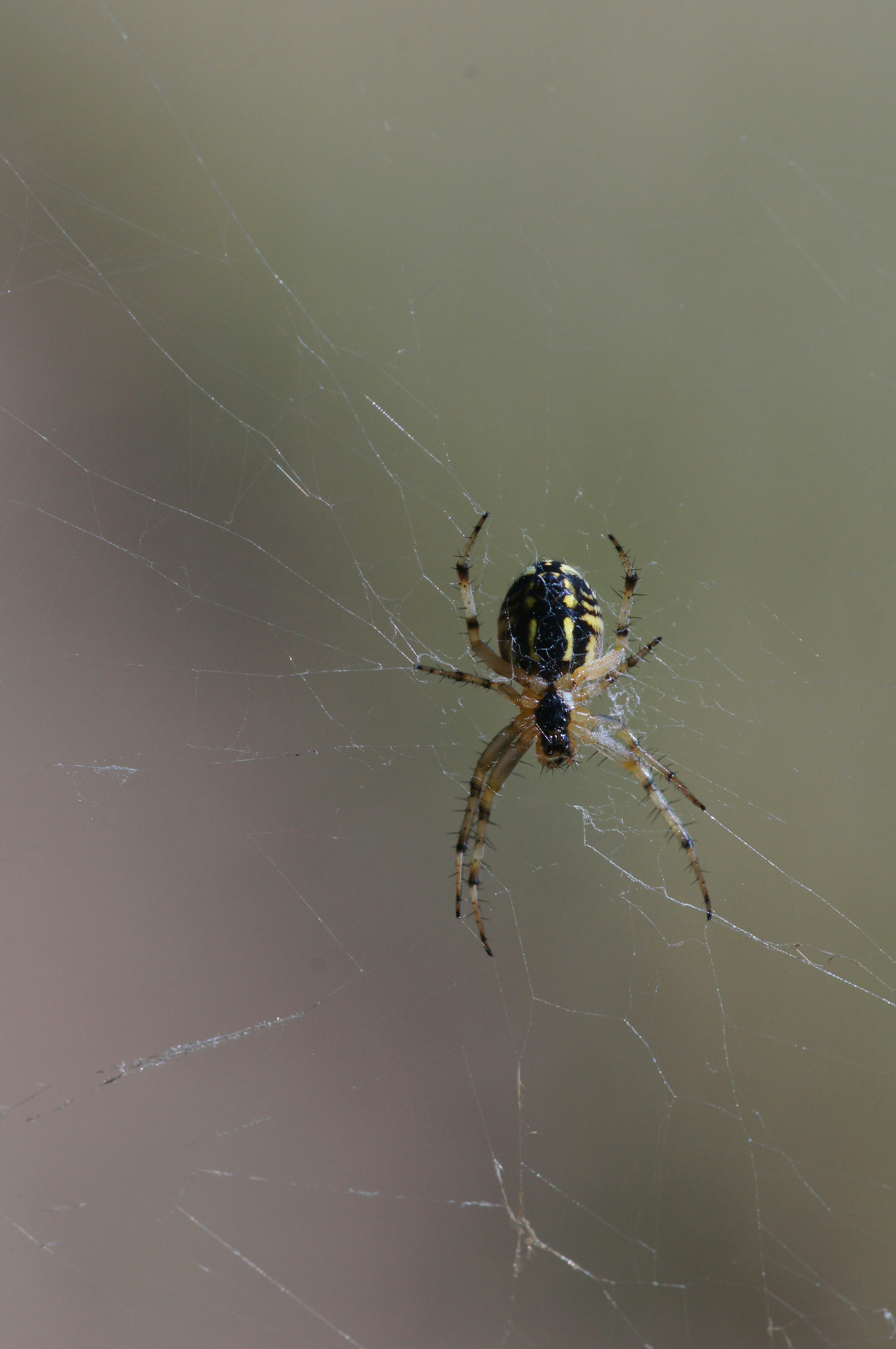 brown spider on web in close up photography