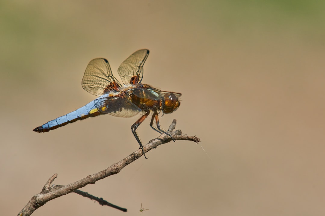 blue and brown dragonfly perched on brown stem in close up photography during daytime